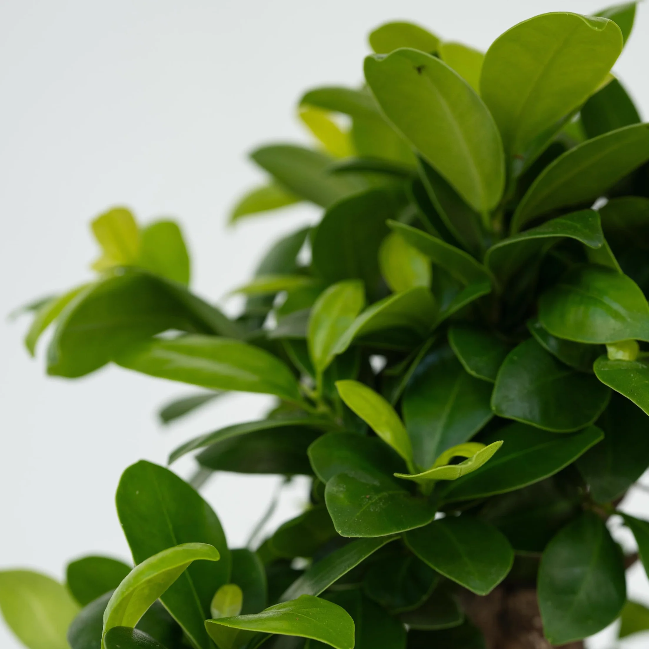 Bonsaï Ficus Ginseng Plante d'intérieur Pot 12cm Hauteur 30-40cm