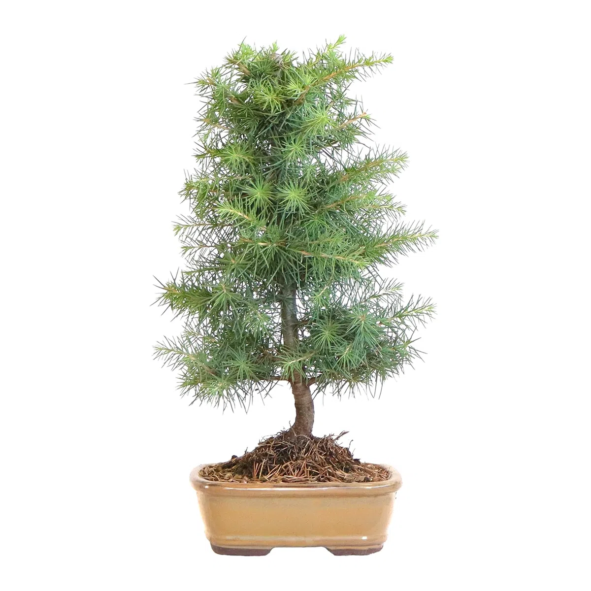 KENTIS - Bonsaï Cedrus Libani - Cèdre du Liban - Plante Véritable Pour Extérieur Résistante - Plantes Ornementales - Vase en Céramique 26 cm