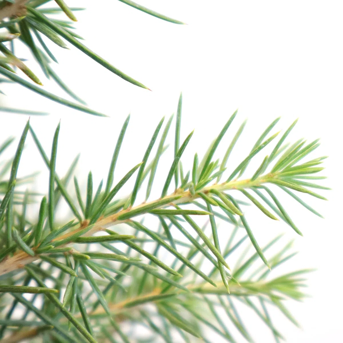 KENTIS - Bonsaï Cedrus Libani - Cèdre du Liban - Plante Véritable Pour Extérieur Résistante - Plantes Ornementales - Vase en Céramique 26 cm