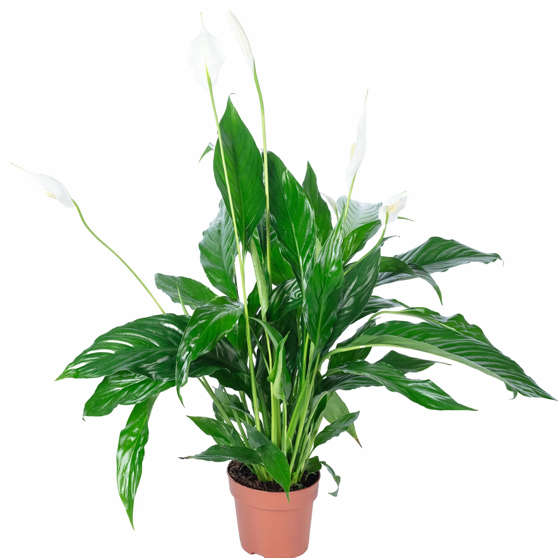 Spathiphyllum Fleur de lune 3-5 fleurs plante d'intérieur 50 cm pot Ø 13 cm
