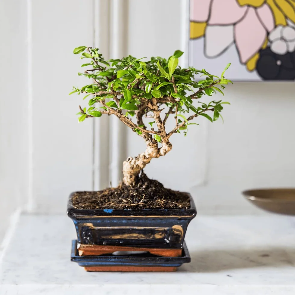 Fleurs et Délices - Bonsai et son champagne - Plante d'intérieur - Décoration d'intérieur - Cadeau anniversaire à Offrir - Fabrication Française Artisanale de Qualité