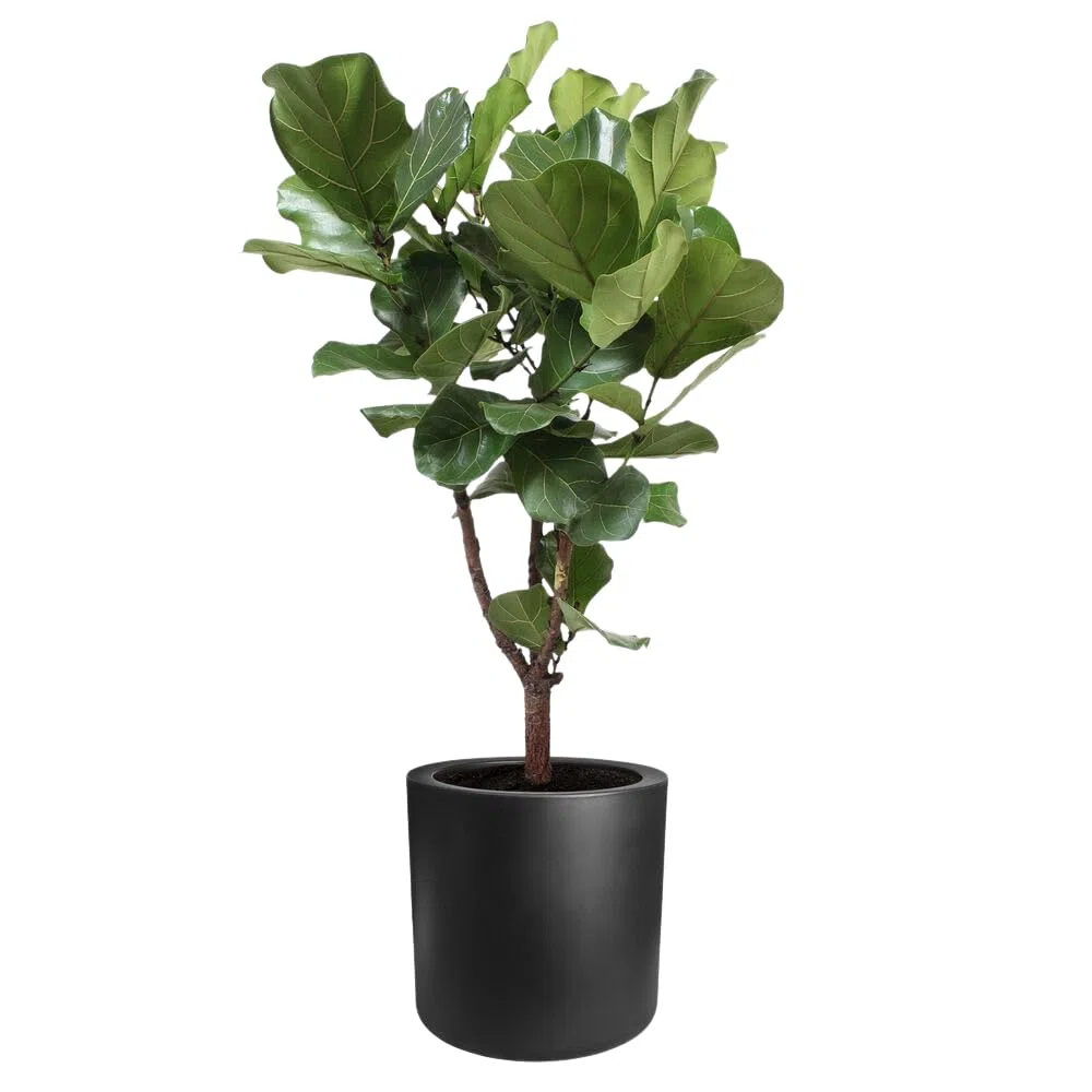 Elho Pure Cilinder Wheels 50 - Pot De Fleurs pour Intérieur & Extérieur - Plastique Recyclé - Ø 49.5 x H 50 cm - Noir