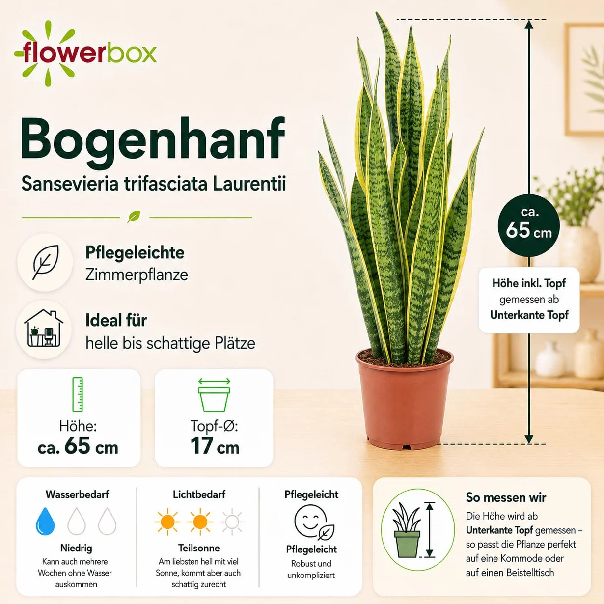 Sansevière - plante d'intérieur facile d'entretien, Sansevieria trifasciata Laurentii - hauteur env. 65 cm, pot-Ø 17 cm