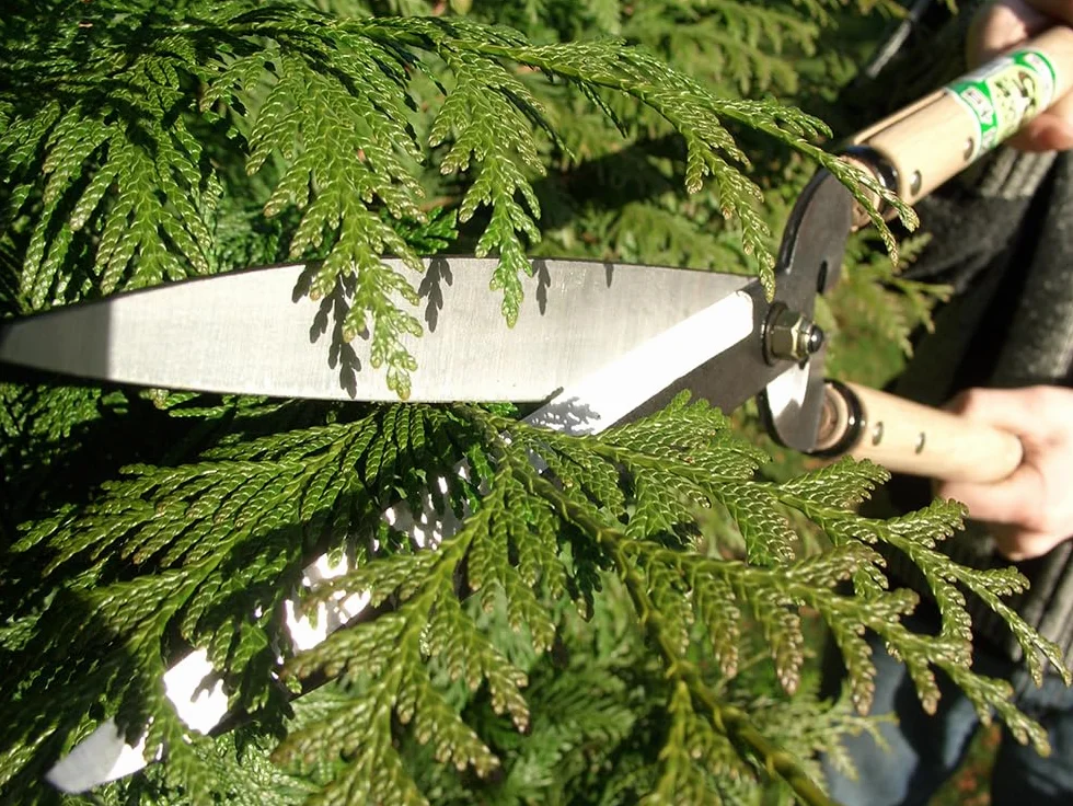 OKATSUNE Heggenschaar/Bususschaar 231