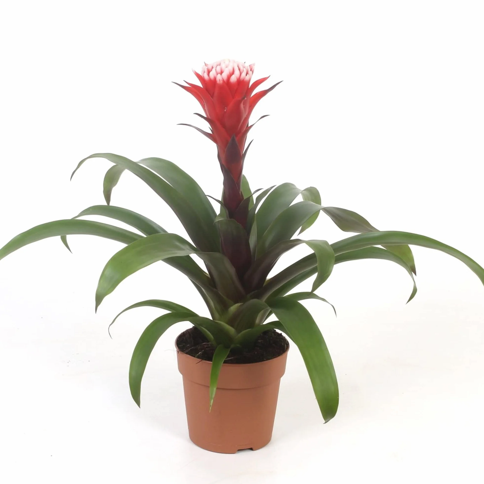 Bromélia Guzmania Hope Plante d'intérieur à fleurs exotiques 40-50 cm pot inclus