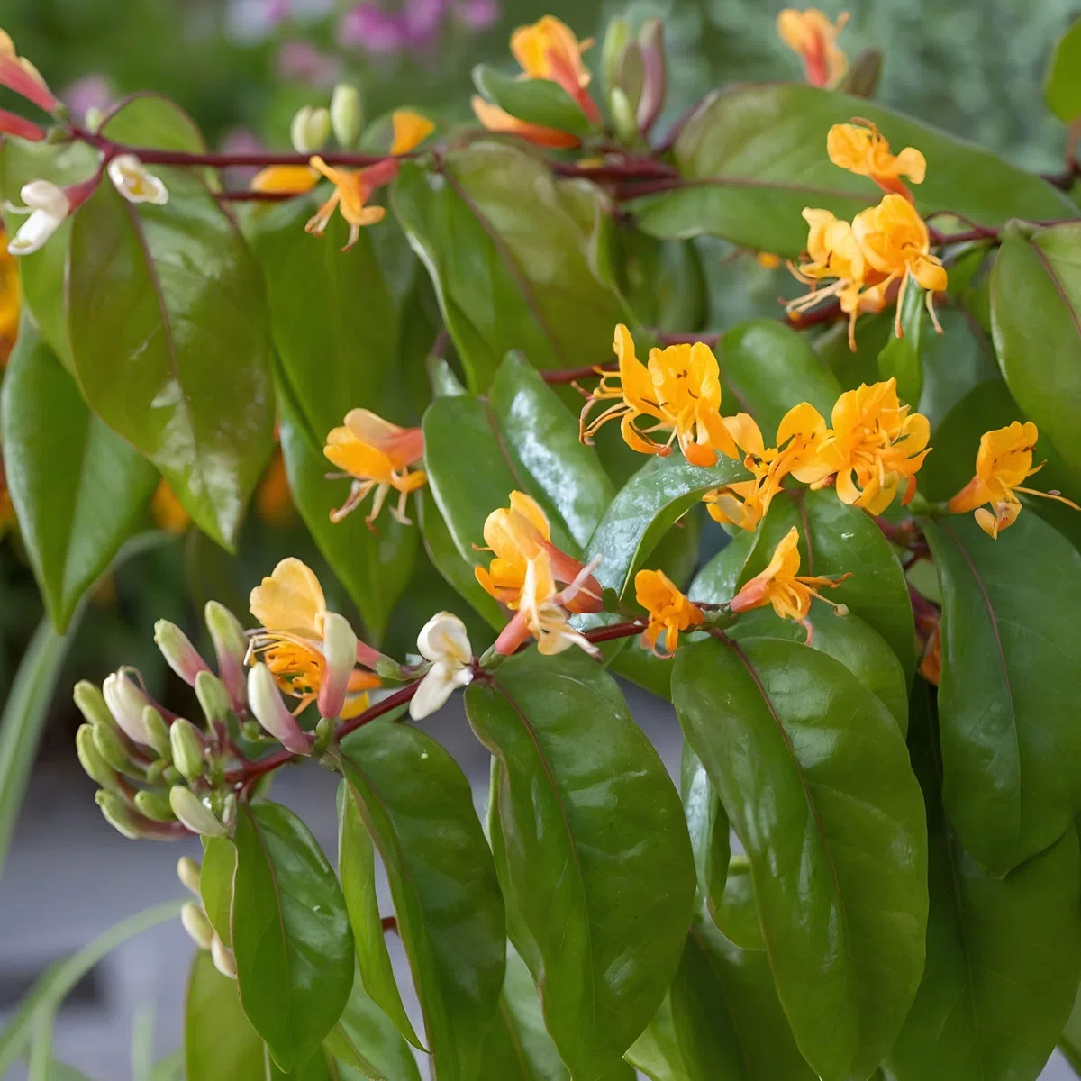 Plant in a Box - Lonicera henryi 'Beauté du cuivre' - Chèvrefeuille de Henry - Plante de jardin - Plante grimpante - Jaune - ⌀17cm - Hauteur 110-120cm