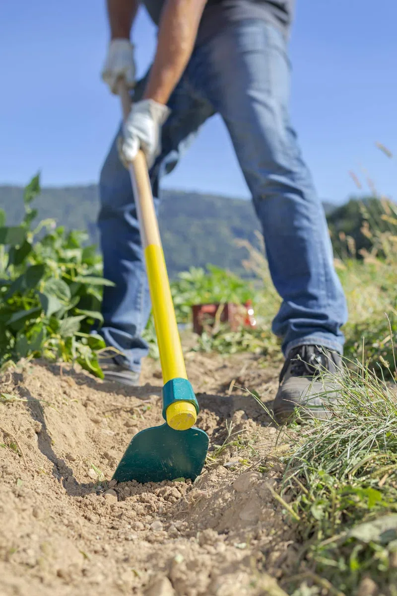 Leborgne, Houe Duopro Forgée 14 cm, Manche Bois Certifié PEFC 100%, Pratique avec Manche Percé pour Rangement Suspendu, Remplacement Facile grâce à la Douille Ronde Conique, Fabriqué en France