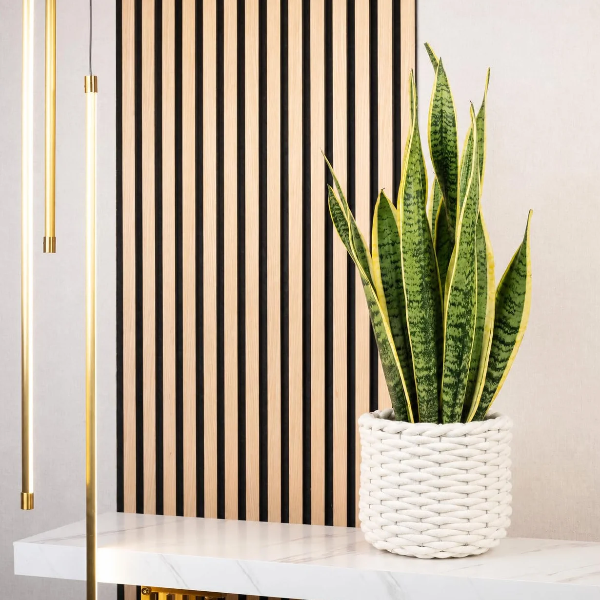 Sansevière - plante d'intérieur facile d'entretien, Sansevieria trifasciata Laurentii - hauteur env. 65 cm, pot-Ø 17 cm