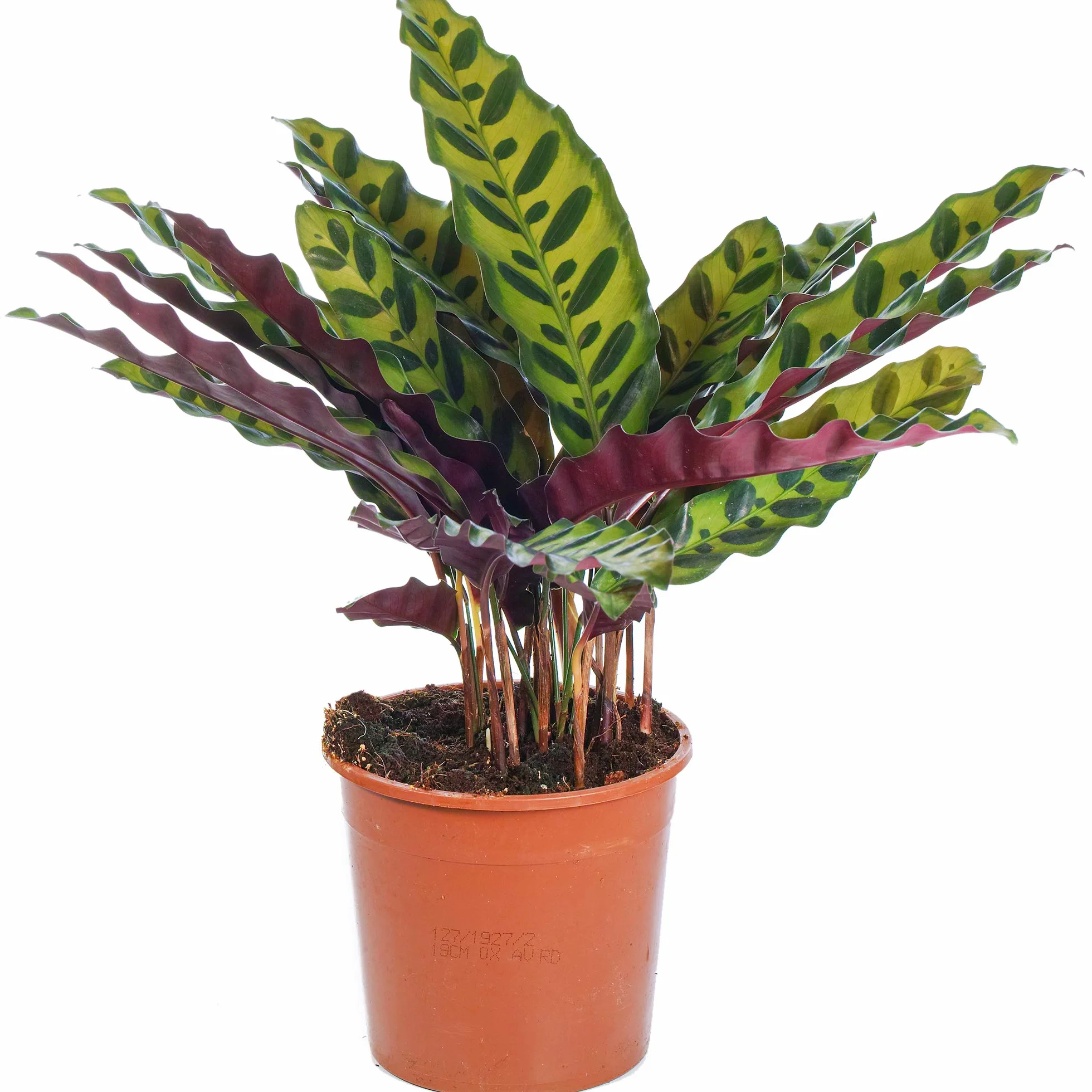 Calathea Insignis Lancifolia Plante Tropicale d'Intérieur 40-50cm
