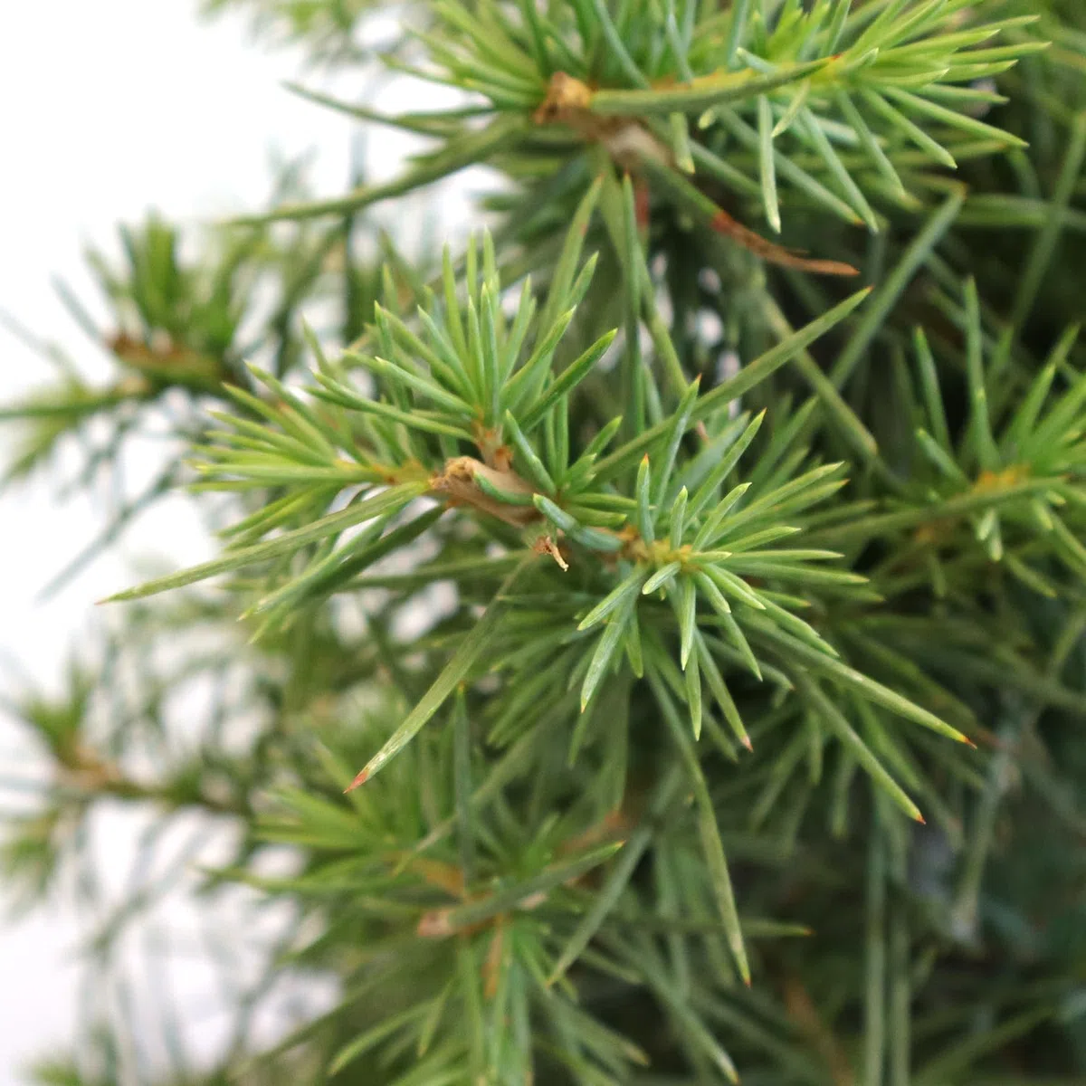 KENTIS - Bonsaï Cedrus Libani - Cèdre du Liban - Plante Véritable Pour Extérieur Résistante - Plantes Ornementales - Vase en Céramique 26 cm