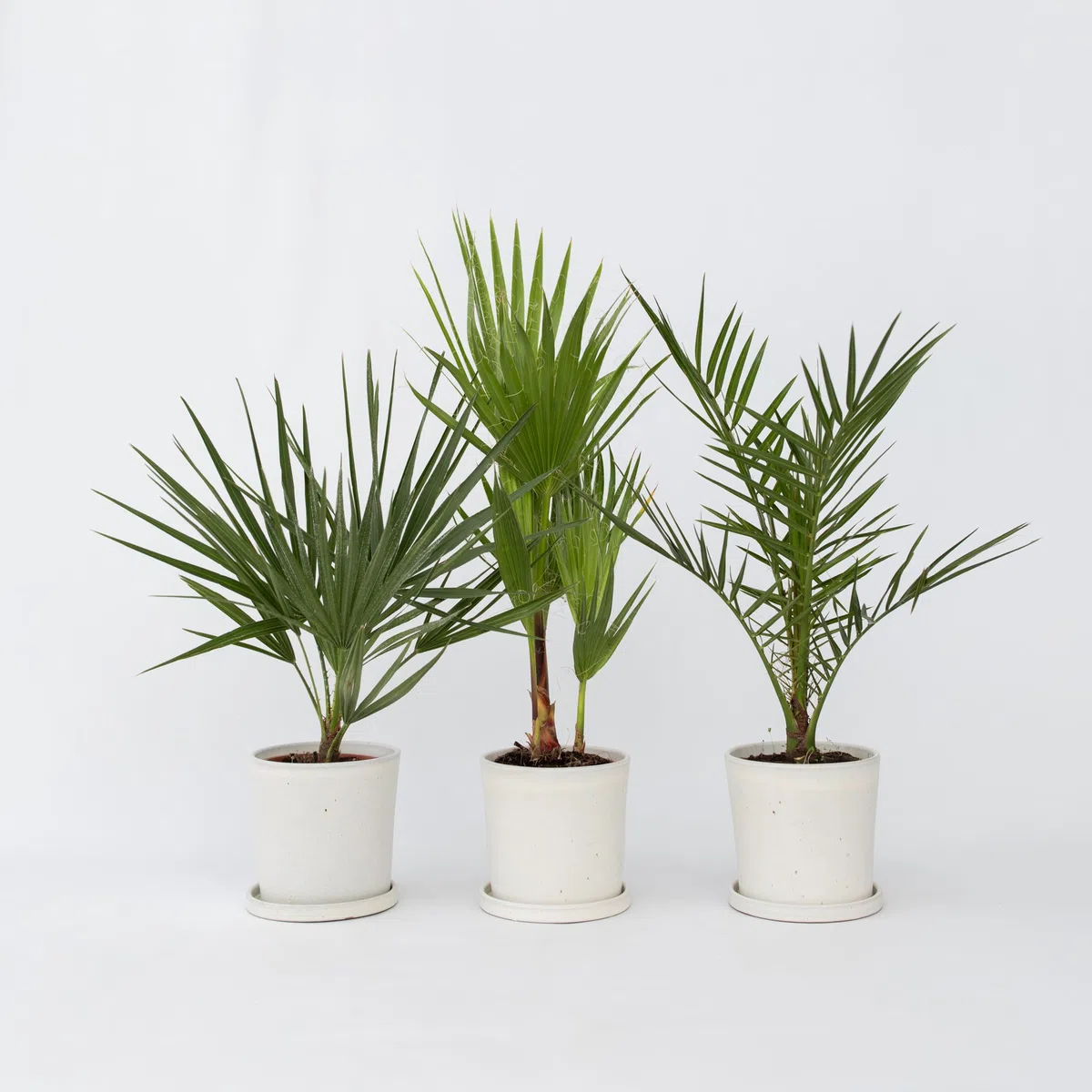 Plant in a Box - Palmiers d'extérieur - Mélange de 3 plantes - Pot 15cm - Hauteur 50-70cm