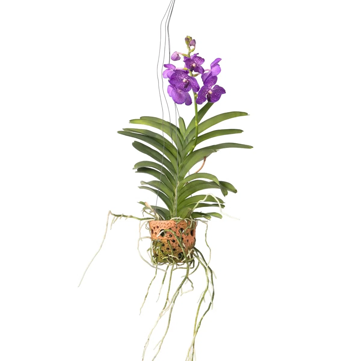 Plant in a Box - Vanda 'Botanica' en pot suspendu en terre cuite - Orchidée - Bleu - ⌀12cm - Hauteur 50cm