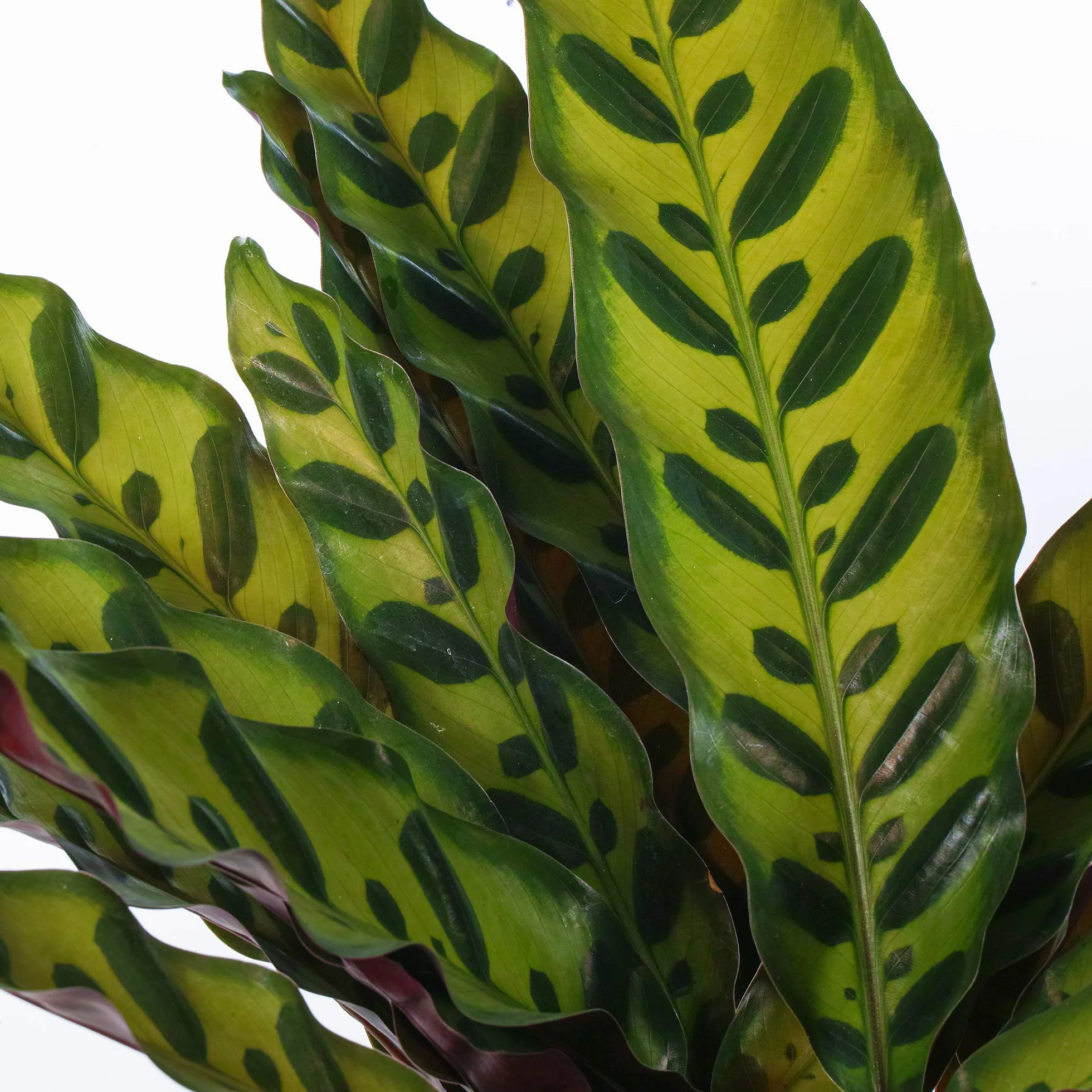 Calathea Insignis Lancifolia Plante Tropicale d'Intérieur 40-50cm