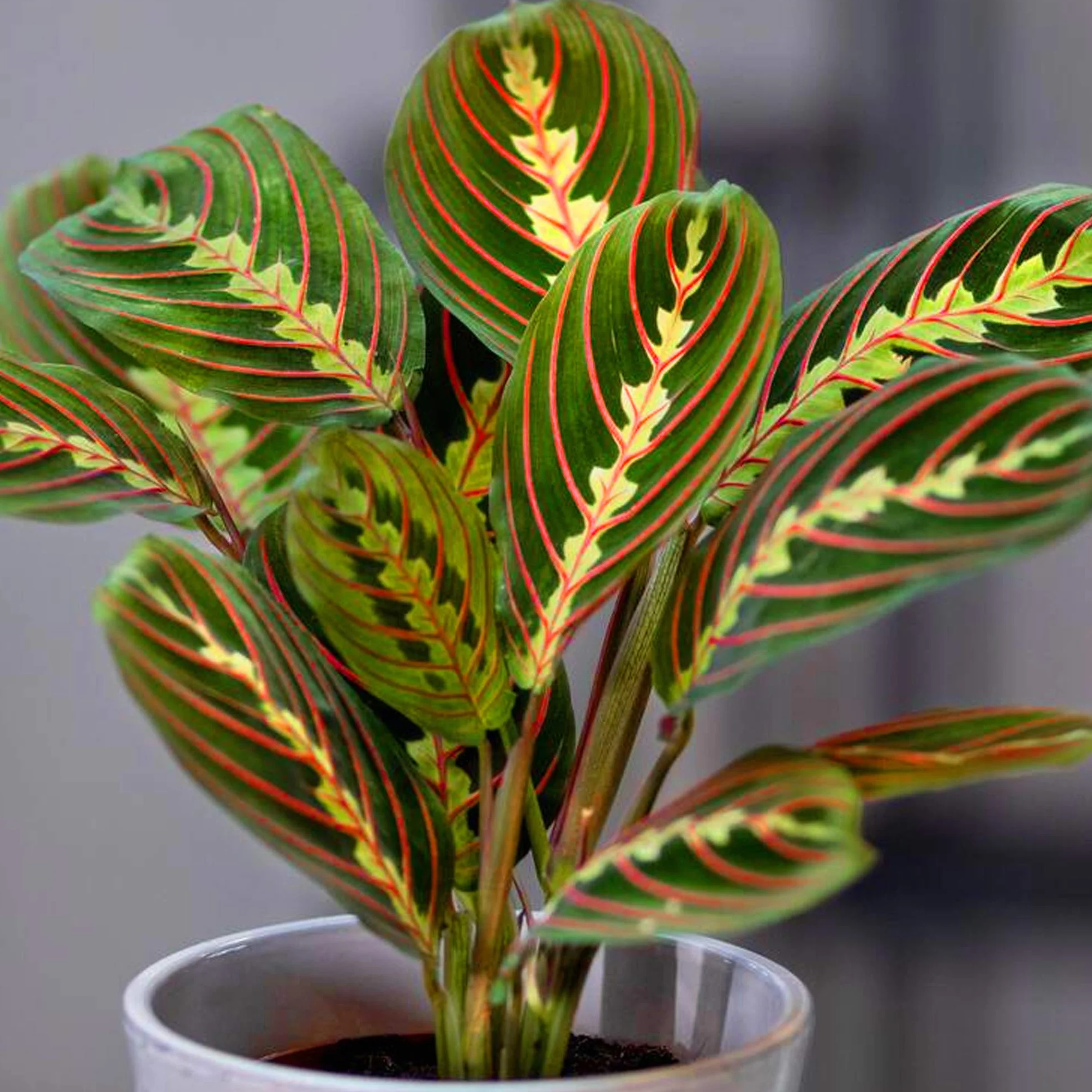 Fascinator Maranta Tricolore Pot 20-30cm pour Maison Bureau
