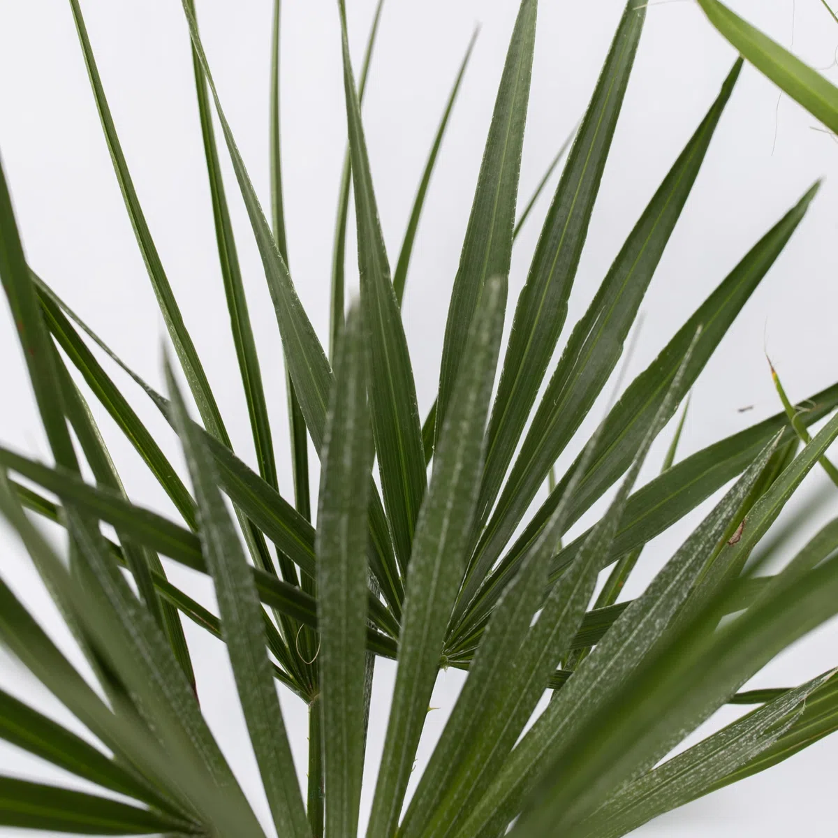 Plant in a Box - Palmiers d'extérieur - Mélange de 3 plantes - Pot 15cm - Hauteur 50-70cm