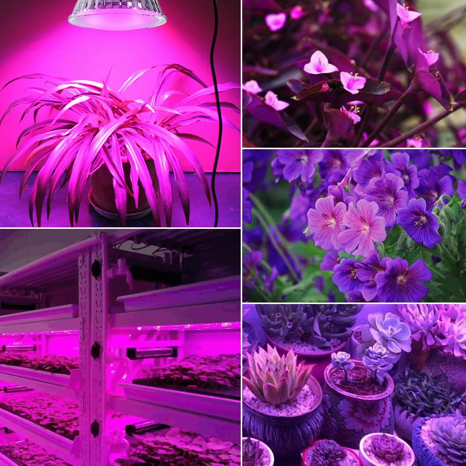 ANTELA Ampoules LED Horticoles Gu10 4W 200lm PPFD pour Plantes d'Intérieur 5PCs
