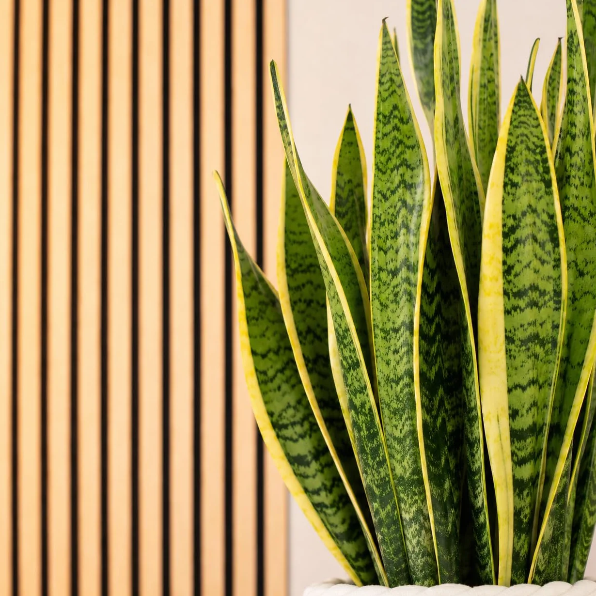 Sansevière - plante d'intérieur facile d'entretien, Sansevieria trifasciata Laurentii - hauteur env. 65 cm, pot-Ø 17 cm
