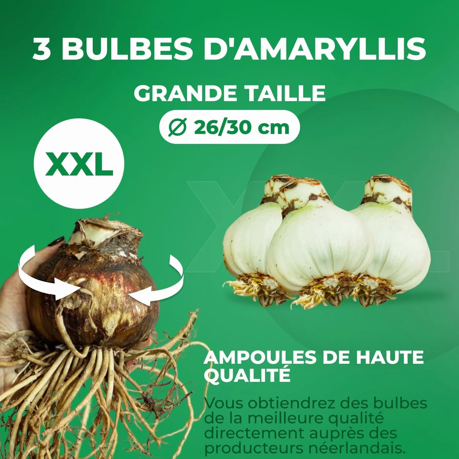Amaryllis Bulbes Collection 3 Pièces Grand Format 26/28 - Bulbes à Fleurs Naturelles de Hollande Hippeastrum