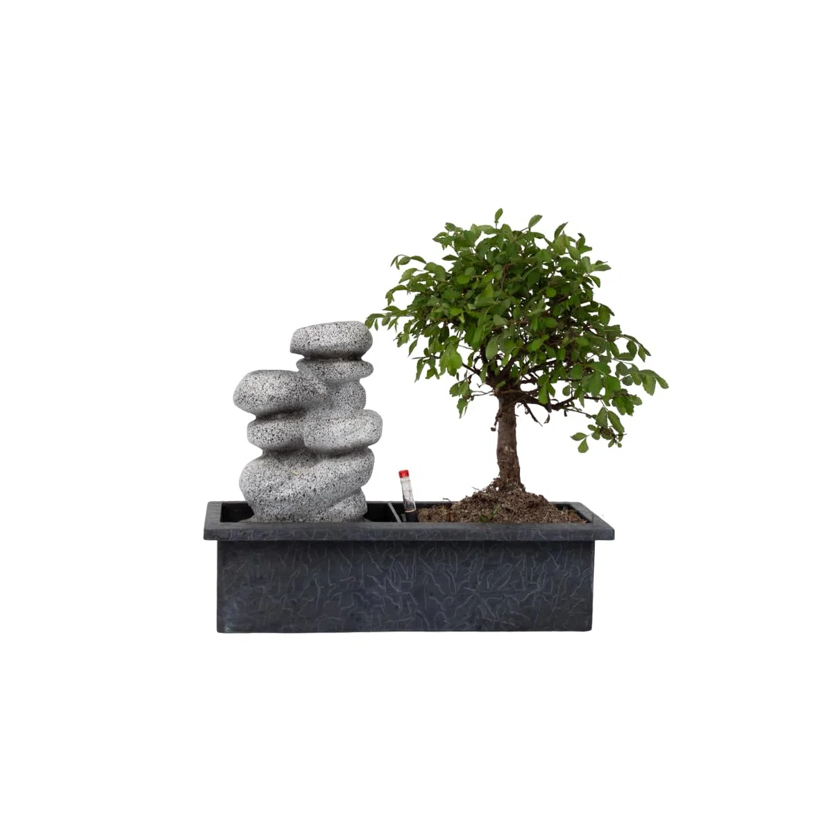 Plant in a Box - Bonsaï avec système d'eau facile à entretenir et cascade d'eau sur des pierres zen - Plante d'intérieur - Hauteur 25-35cm