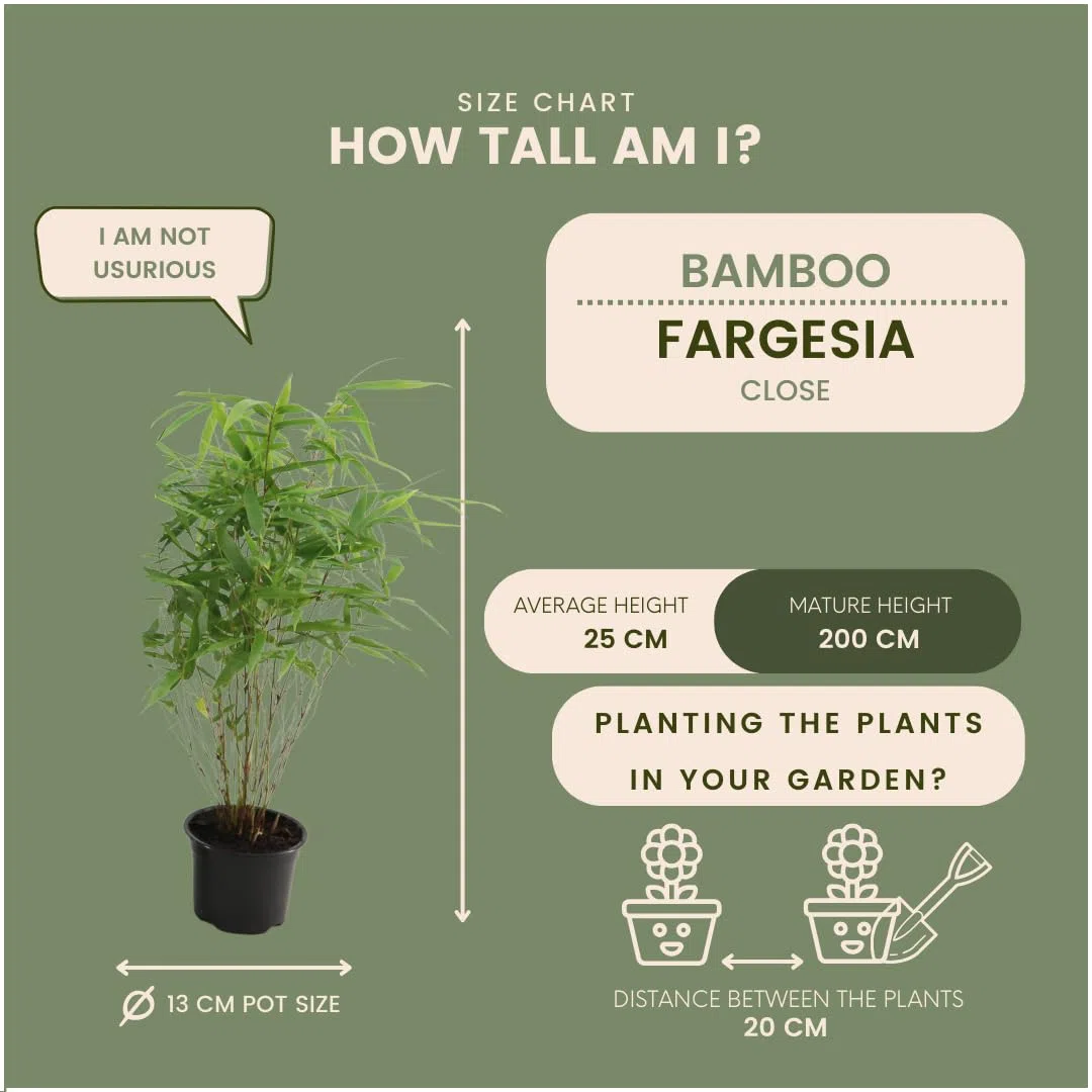 Plants by Frank | 6 Plantes de bambou rustique | Fargesia rufa | Ø13 cm | 25 cm | Bambou non traçant | Pour haie de pleine terre, pot ou jardinière | Plantes d’extérieur | Jardin