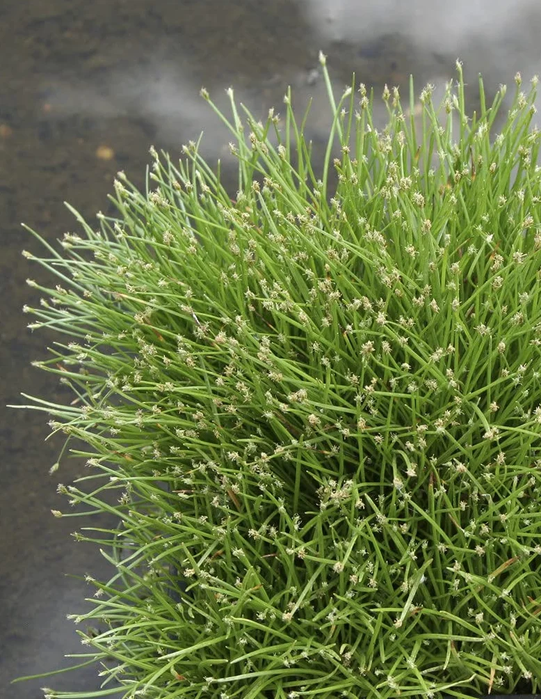 Bloomique Scirpus Cernuus Scirpe retombant Plantes de bassin Hauteur 10-20 cm Pot 11 cm