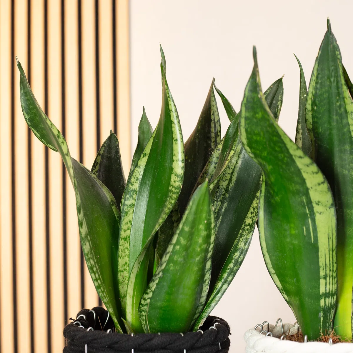 Sansevieria trifasciata Black Coral - Lot de 2 plantes d’intérieur (chanvre arc, facile à nettoyer, hauteur env. 35 cm, diamètre du pot de 12 cm)