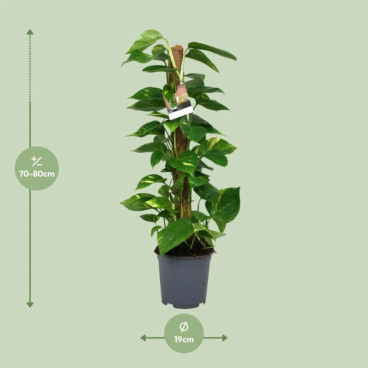 Scindapsus Epipremnum - 70-80cm - Ø19cm - Plante d'intérieur - Vert persistant