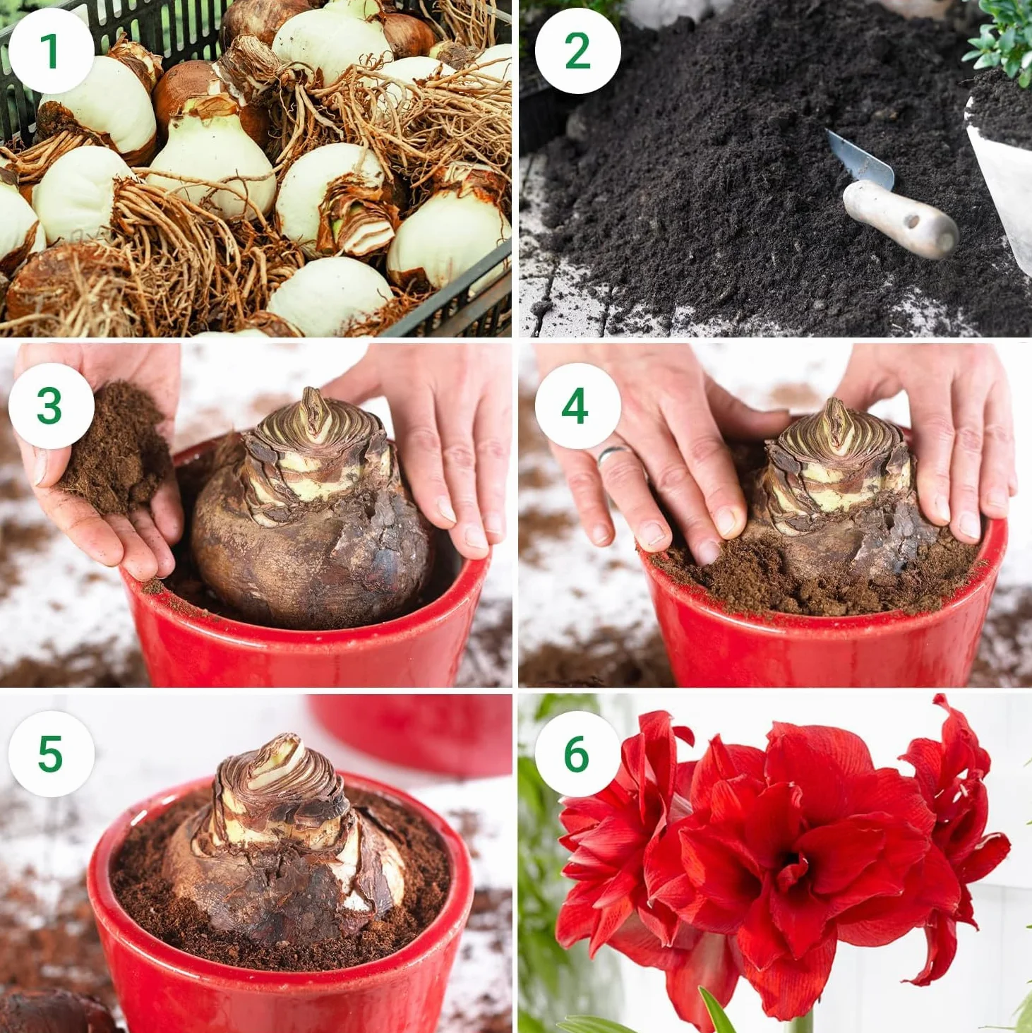 Amaryllis Bulbe Collection Farcis 3 pièces Bulbes à fleurs grand format 26/28 Hippeastrum Hollande