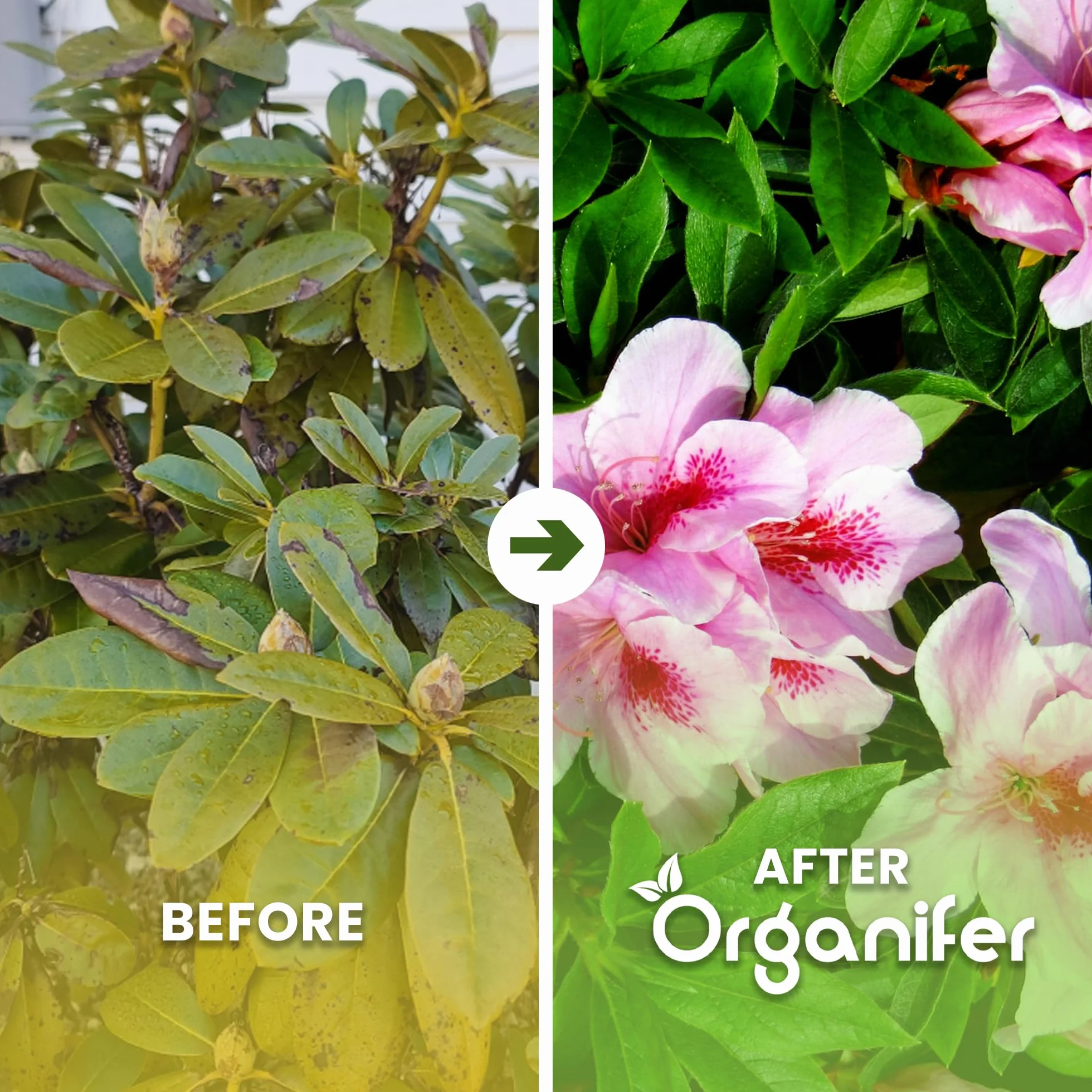 Engrais Pour Rhododendrons, Hortensias, Azalées Et Plantes Acidophiles - 10 Kg Pour 200 M2 - Pour Des Racines Saines, Des Couleurs Intenses Et Une Floraison Abondante - Organifer