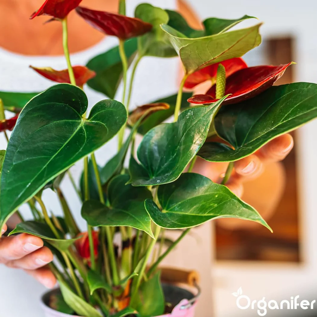 Anthurium Engrais liquide – Engrais liquide organique pour fleurs abondantes & racines solides – Favorise les tiges & vitalité – Organifer (1L)