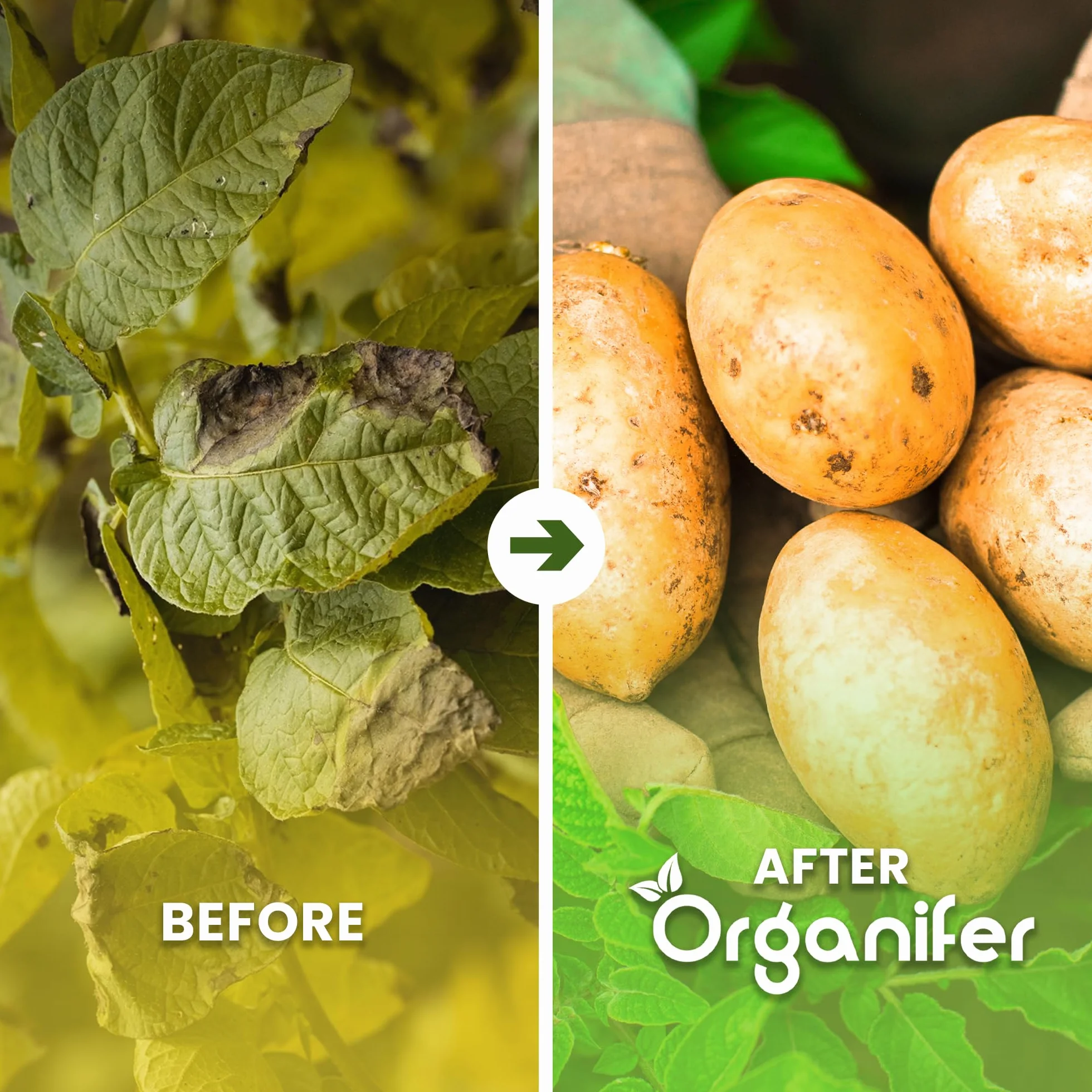 Concentré Phytophthora - 1000 Ml Pour 1000 M2 - Produit Pour Pommes De Terre Et Tomates - Entretien Des Plantes - Engrais Végétal - Organifer