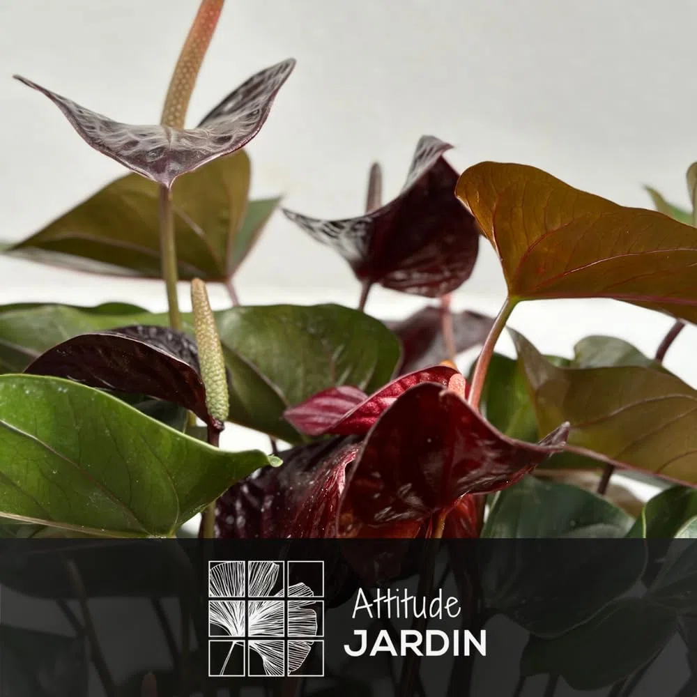Attitude Jardin - Anthurium black - plante d'intérieur - 60-70 cm - ⌀ 17 cm - plante fleurie