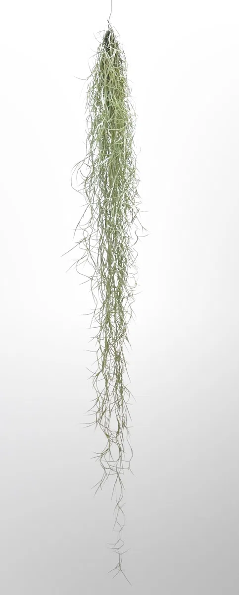 Trendyairplants - Lot de 3 Plantes Aériennes Réelles Tillandsia avec Coquilles d'Oursin Alfonso - Décoration Naturelle Intérieure - Purificateur d'Air - Facile d'Entretien - Cadeau Original