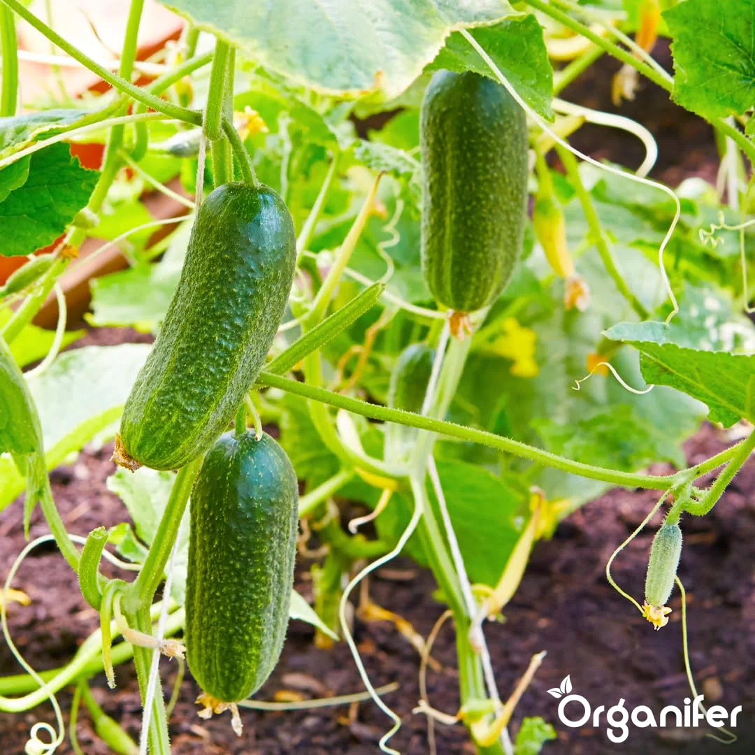 Engrais liquide organique 1L pour concombre – croissance saine et récolte abondante – Organifer