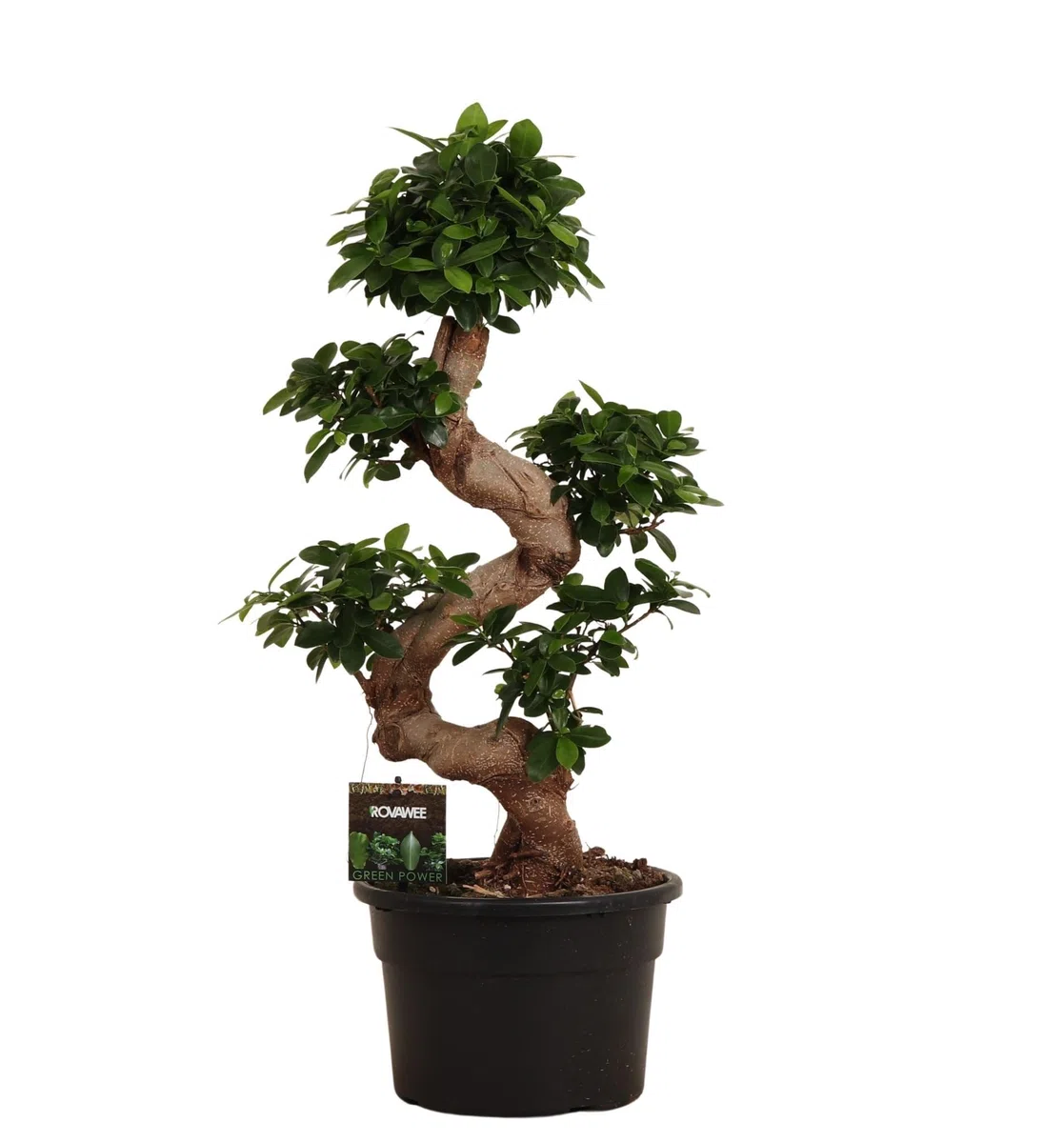 Trendyplants - Ficus Microcarpa Ginseng - Bonsaï - Plante d'intérieur - Hauteur 70-90 cm - Taille du pot Ø23cm