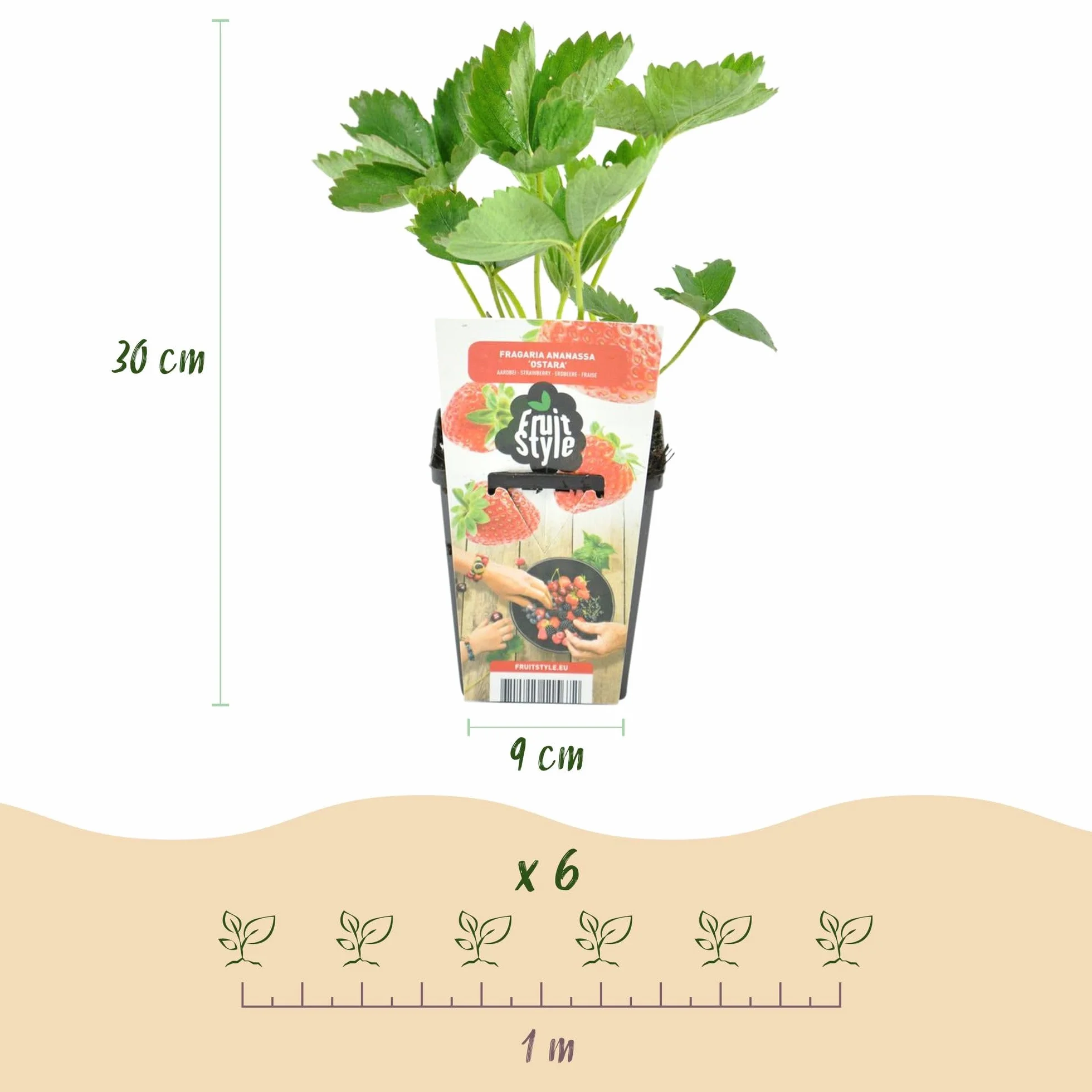 Fragaria Elsanta Fraise Rustique 3 Plantes Pot 9 cm Fraise Rouge