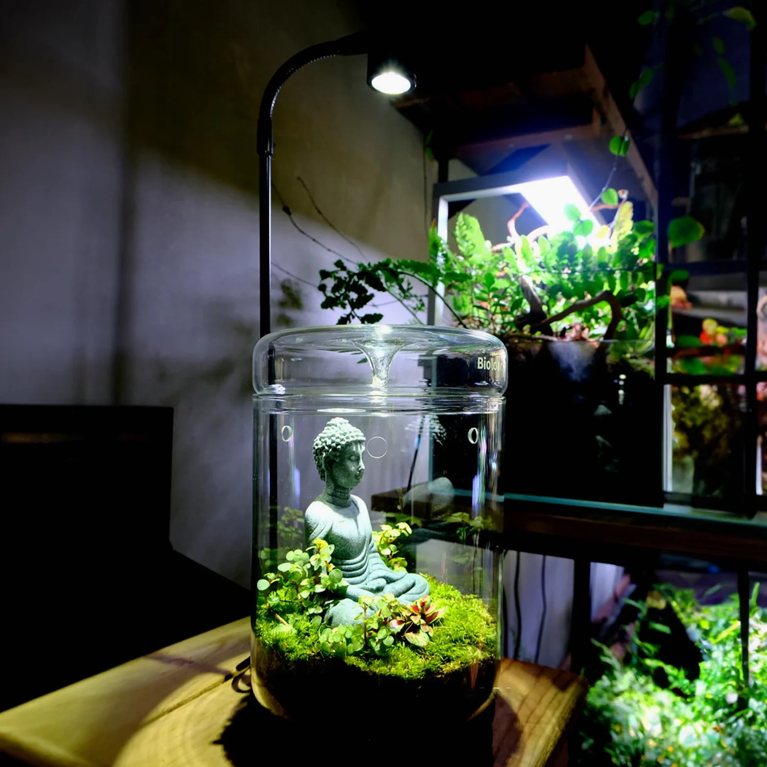Terrarium en verre 12 x 17,5 cm pour plantes succulentes Plantes aériennes Fougère Mousse Micro paysage Vase pour la décoration de la maison Bureau Plateau de table Conteneur avec couvercle intérieur