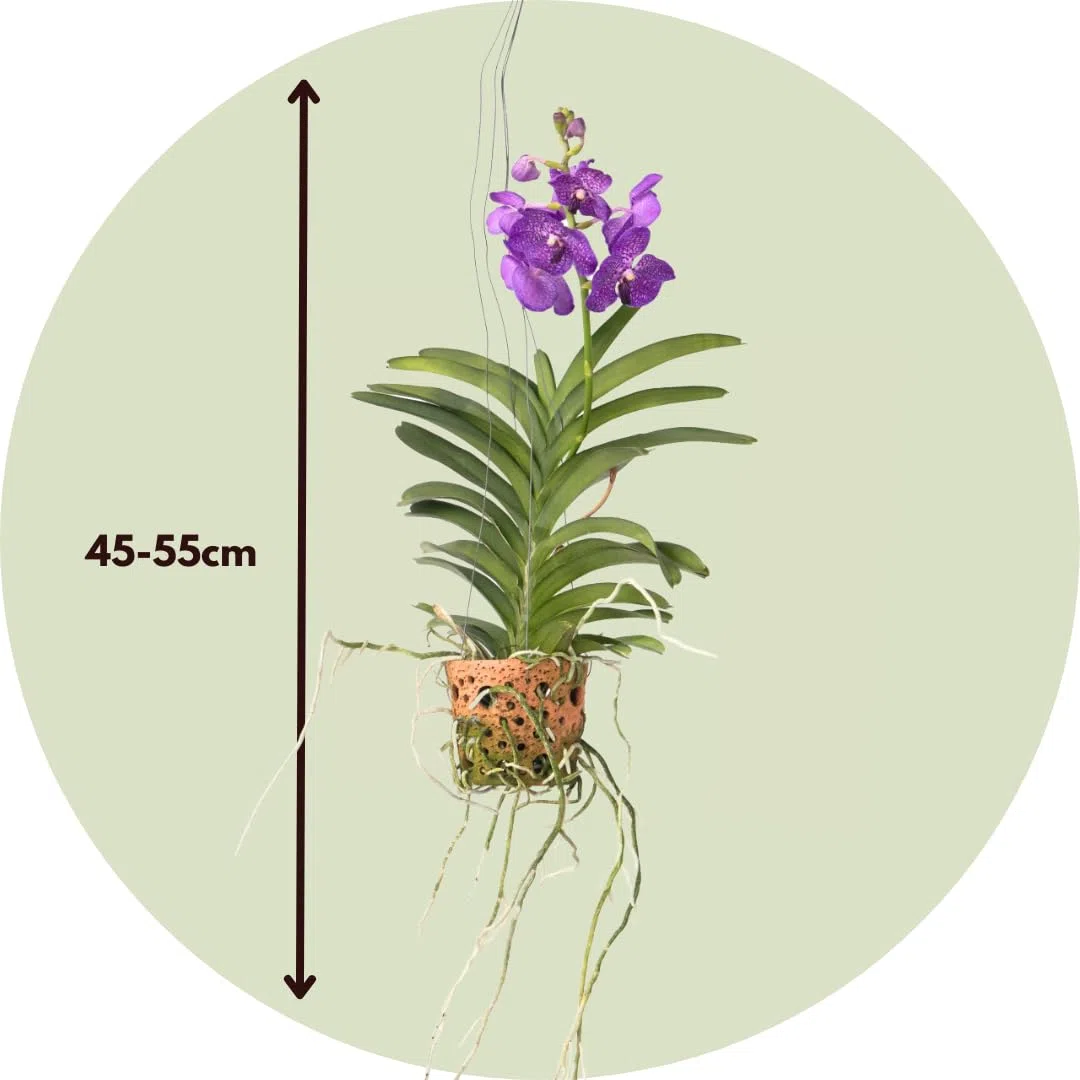 Plant in a Box - Vanda 'Botanica' en pot suspendu en terre cuite - Orchidée - Bleu - ⌀12cm - Hauteur 50cm