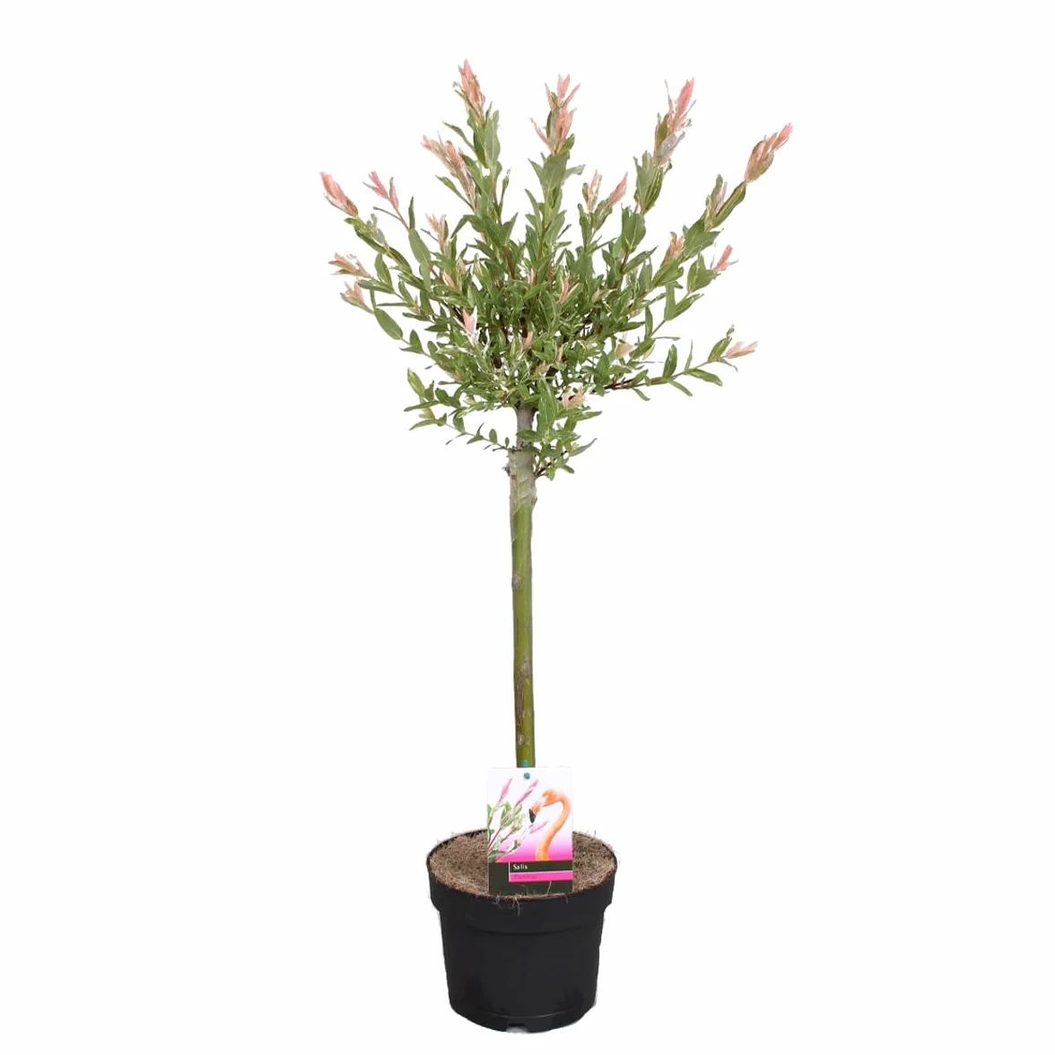 Saule panaché Salix integra 'Flamingo' Hauteur 60-80 cm Pot 17 cm