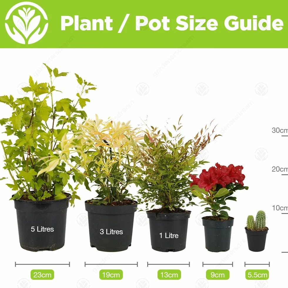 Collection Cactus Mixtes Vert - 10 Sortes Différentes