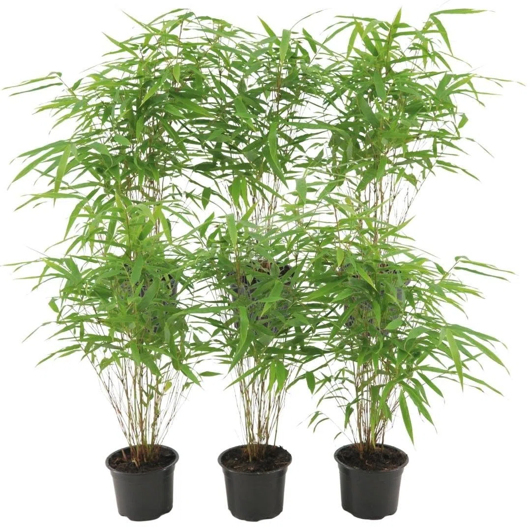 Plants by Frank | 6 Plantes de bambou rustique | Fargesia rufa | Ø13 cm | 25 cm | Bambou non traçant | Pour haie de pleine terre, pot ou jardinière | Plantes d’extérieur | Jardin