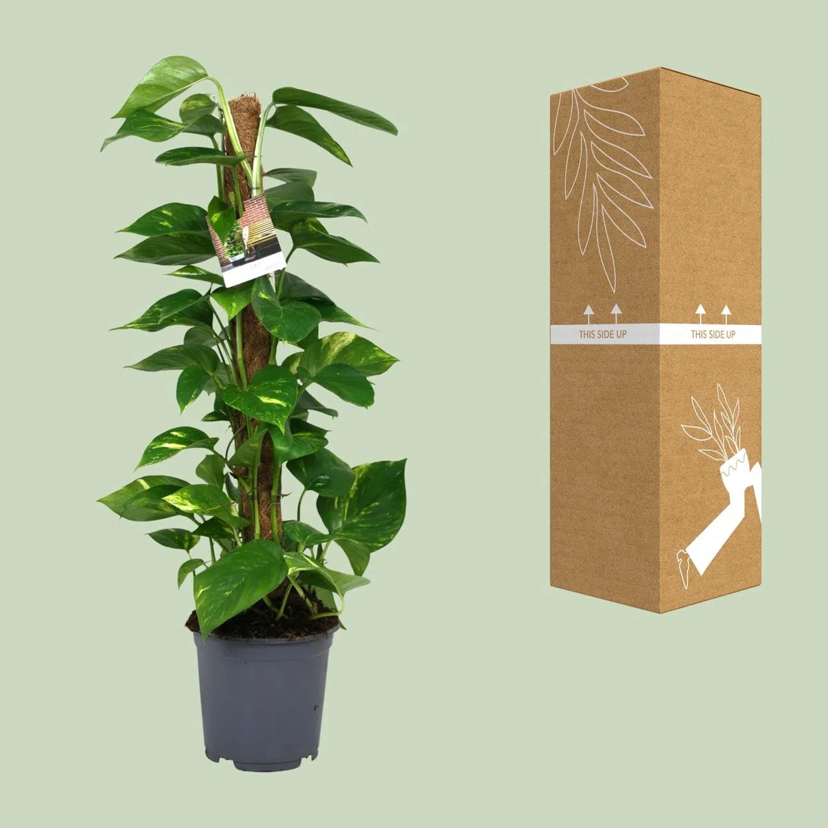 Scindapsus Epipremnum - 70-80cm - Ø19cm - Plante d'intérieur - Vert persistant