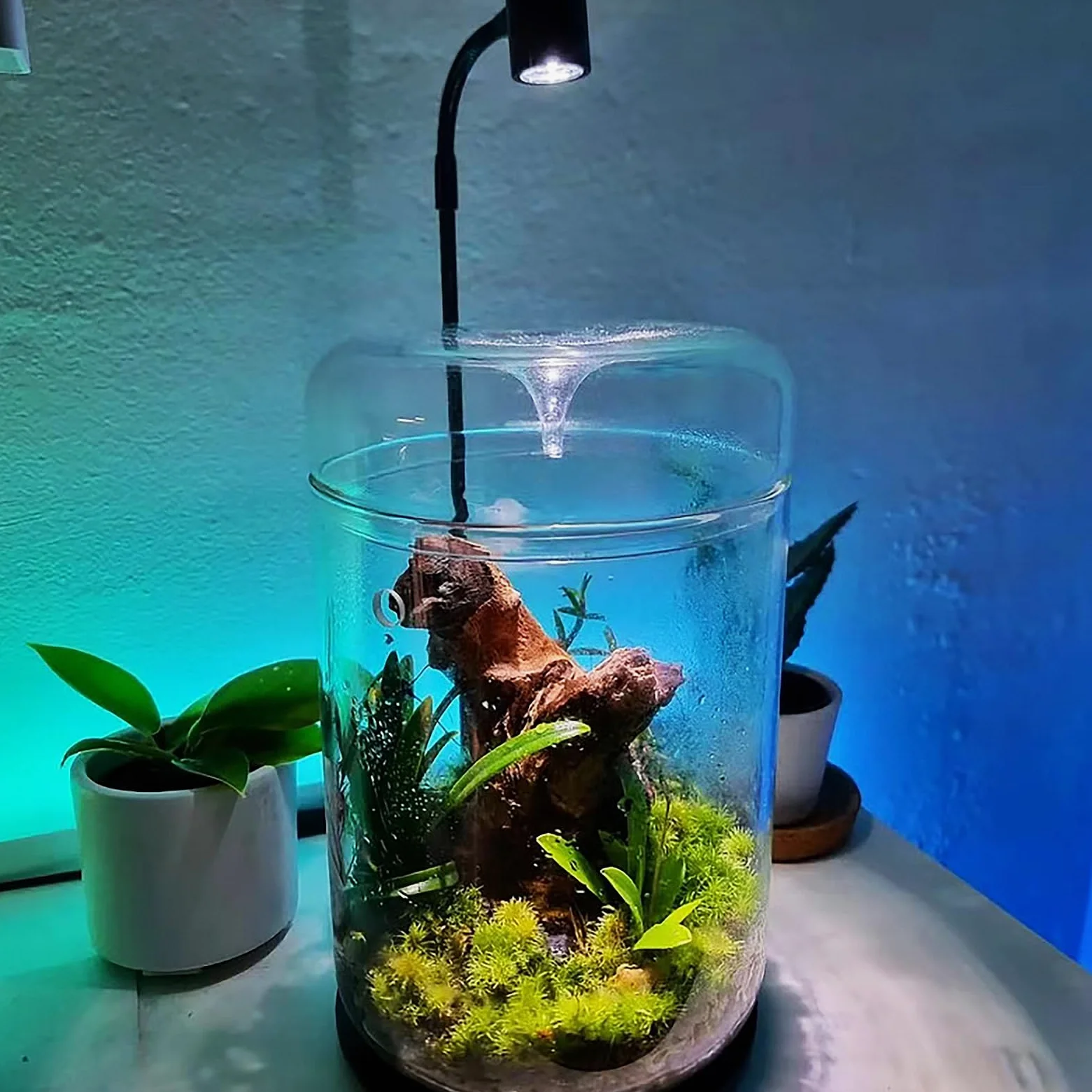 Terrarium en verre 12 x 17,5 cm pour plantes succulentes Plantes aériennes Fougère Mousse Micro paysage Vase pour la décoration de la maison Bureau Plateau de table Conteneur avec couvercle intérieur