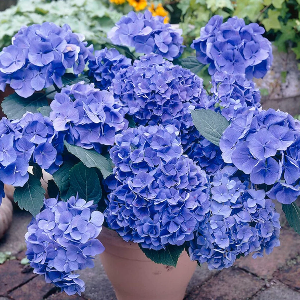 Bloomique Hydrangea Macrophylla Mélange 3 Rose Bleu Blanc Hortensia Commun Plantes de Jardin Rustique Hauteur 20-30 cm Pot 10,5 cm