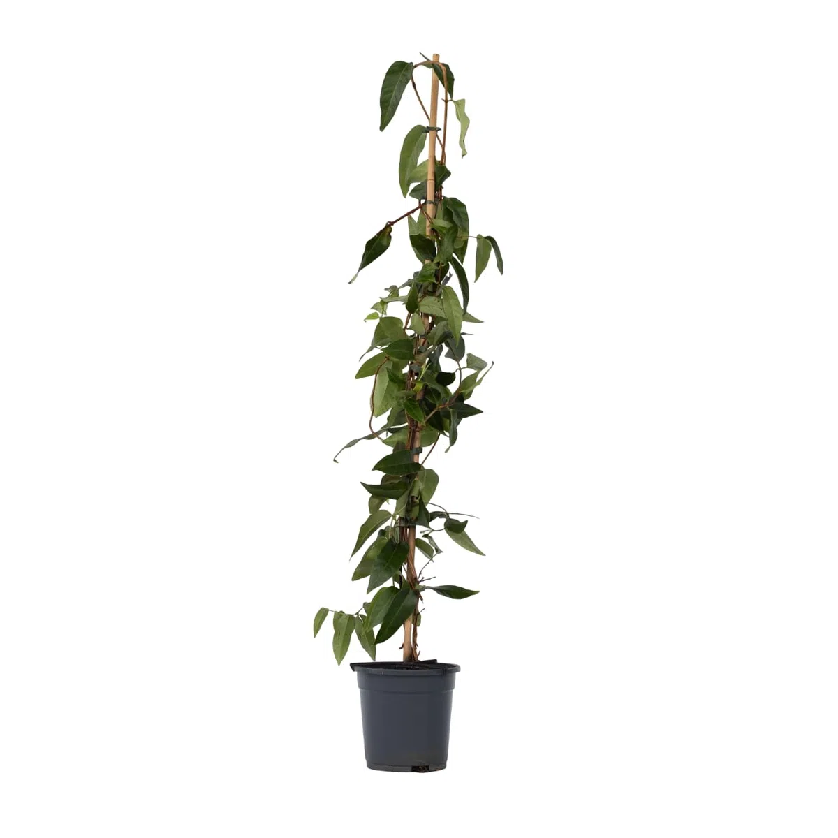 Plant in a Box - Lonicera henryi 'Beauté du cuivre' - Chèvrefeuille de Henry - Plante de jardin - Plante grimpante - Jaune - ⌀17cm - Hauteur 110-120cm