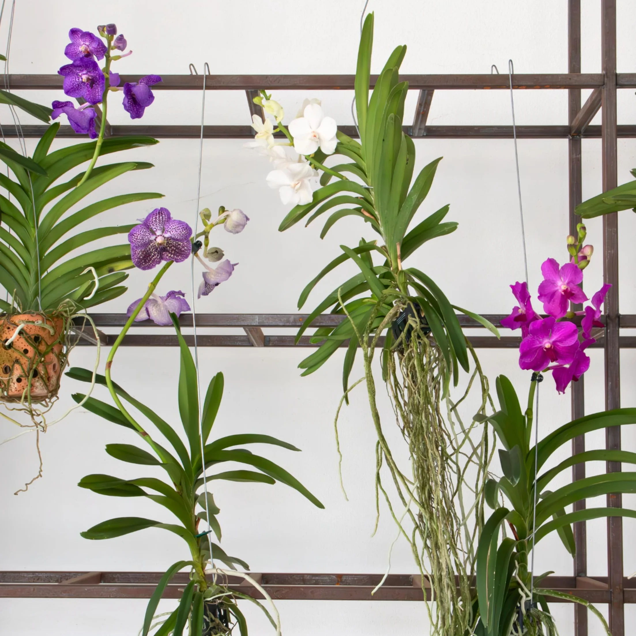 Plant in a Box - Vanda 'Botanica' en pot suspendu en terre cuite - Orchidée - Bleu - ⌀12cm - Hauteur 50cm