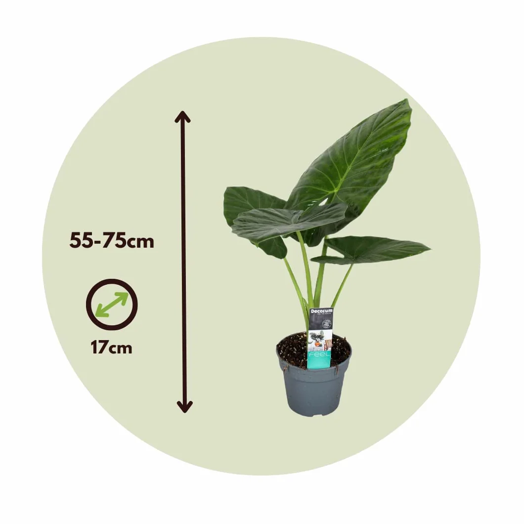 Alocasia Odora Oreille d'éléphant Pot 17cm Hauteur 55-75cm