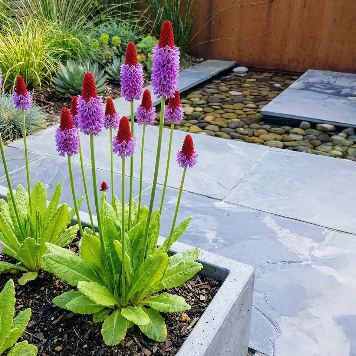 Bloomique Lot de 6 Primula Vialii Primevère Orchidée Vivace Hauteur 10-20 cm Pot 9 cm