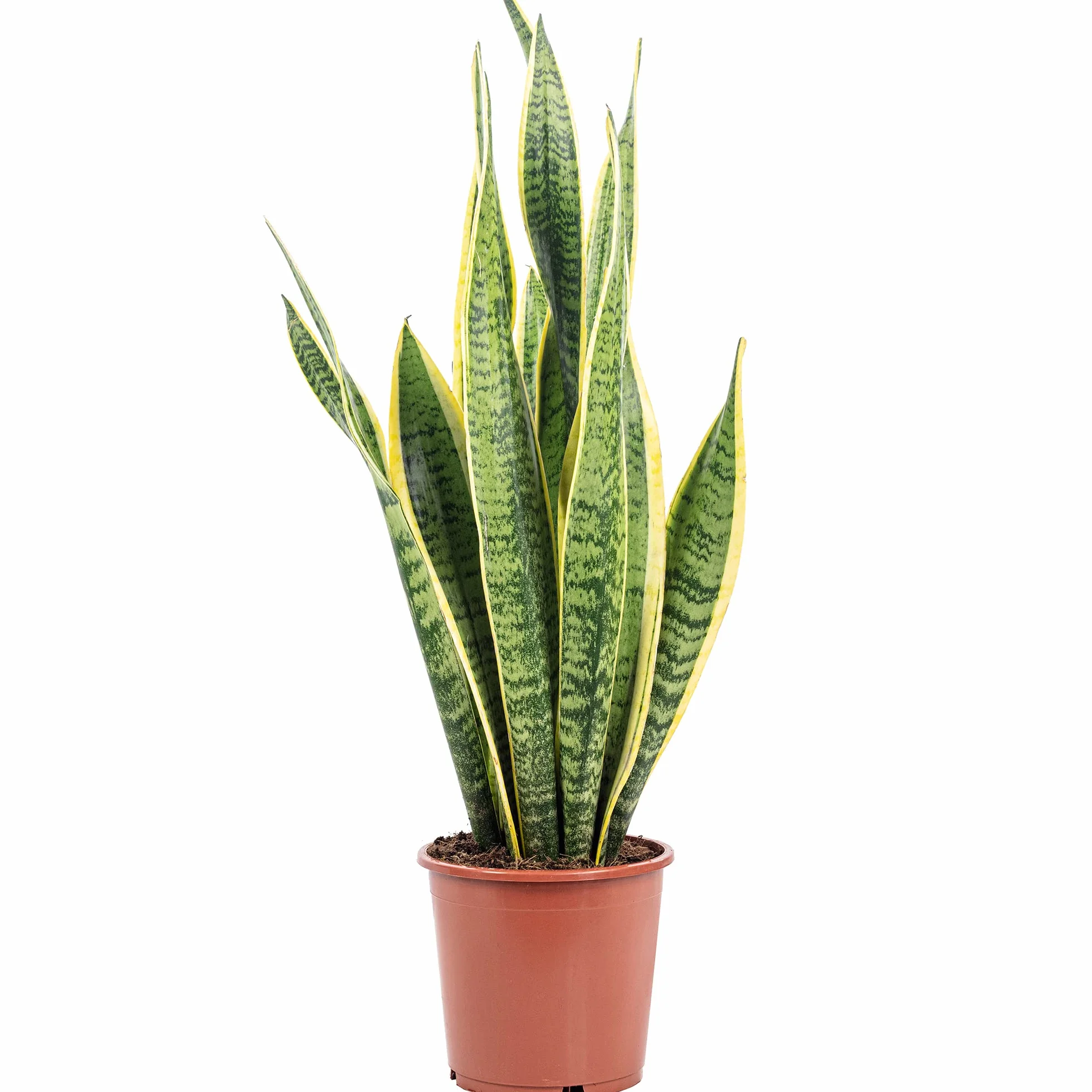 Sansevière - plante d'intérieur facile d'entretien, Sansevieria trifasciata Laurentii - hauteur env. 65 cm, pot-Ø 17 cm