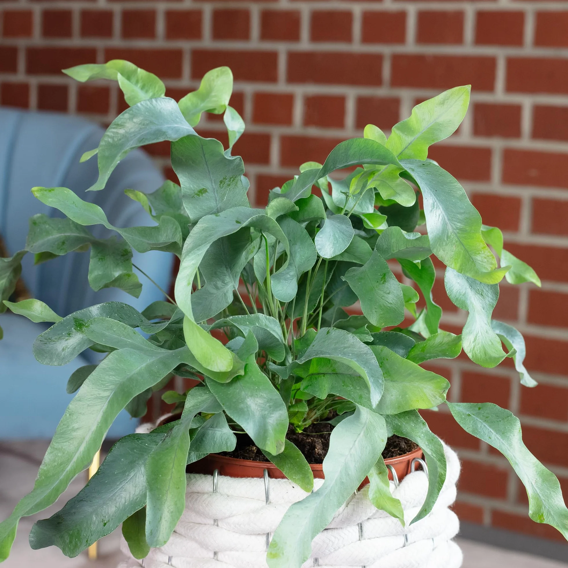 Phlebodium aureum Blue Star Fougère à tartelettes dorées plante d'intérieur 40 cm pot 14 cm